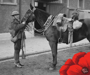 soldier with horse; commemorative poppy overlay.